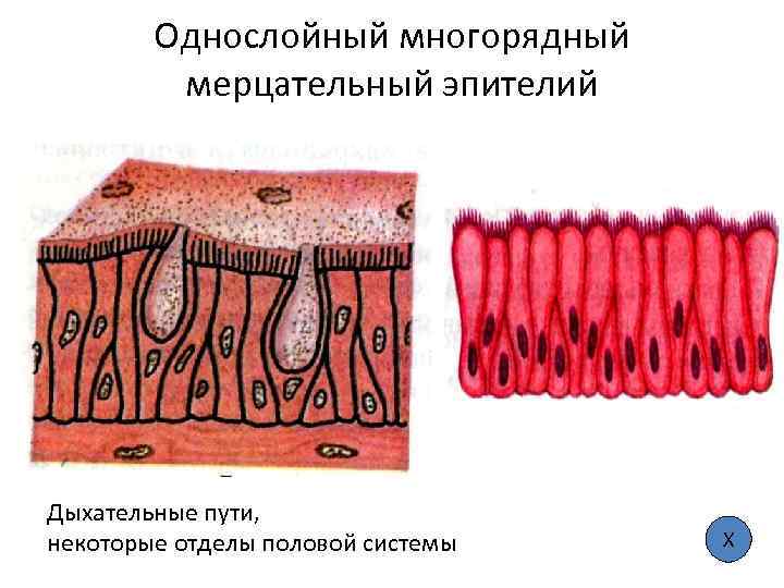 Однослойный многорядный мерцательный эпителий Дыхательные пути, некоторые отделы половой системы Х 