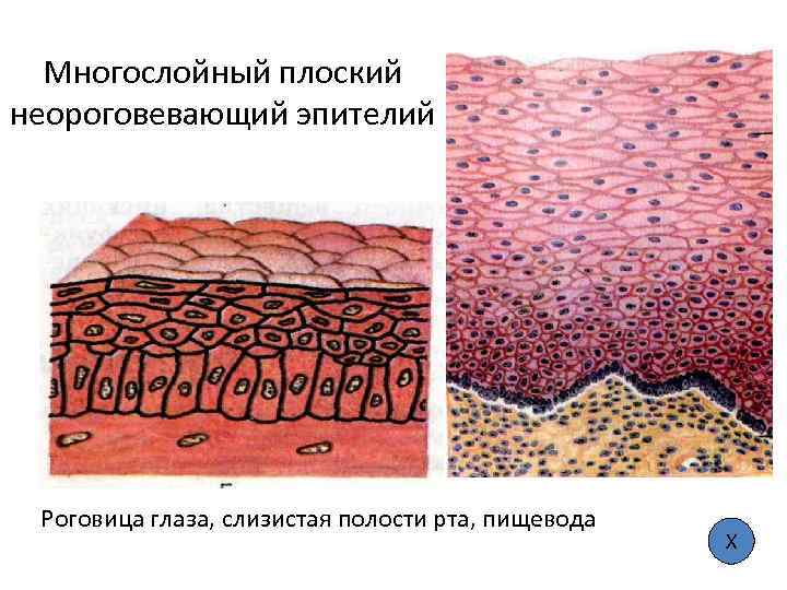 Многослойный плоский неороговевающий эпителий Роговица глаза, слизистая полости рта, пищевода Х 