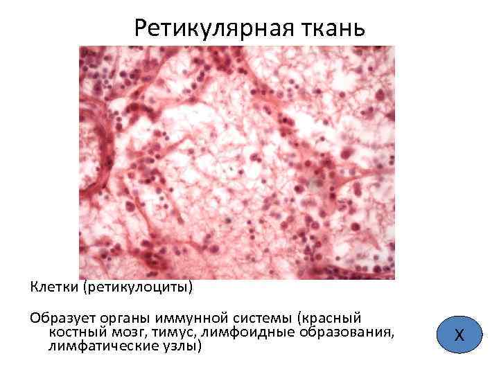 Ретикулярная ткань Клетки (ретикулоциты) Образует органы иммунной системы (красный костный мозг, тимус, лимфоидные образования,