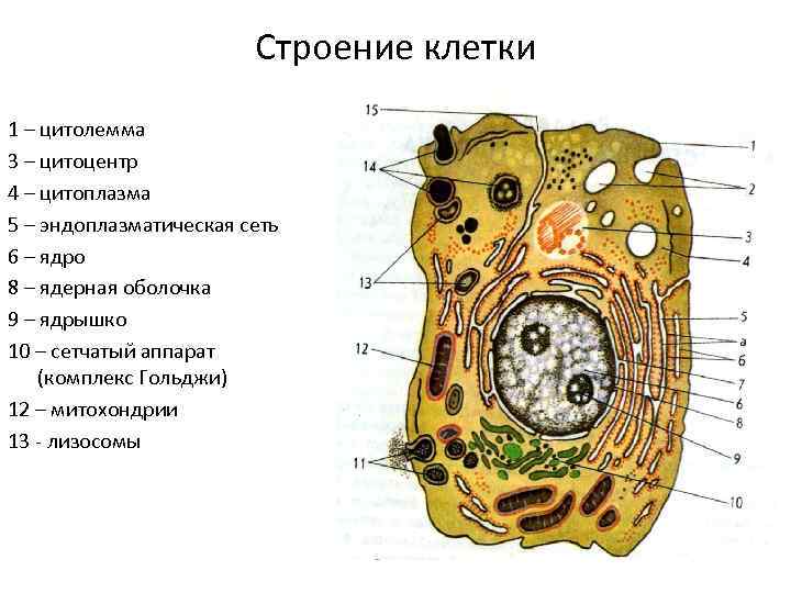 Строение клетки 1 – цитолемма 3 – цитоцентр 4 – цитоплазма 5 – эндоплазматическая