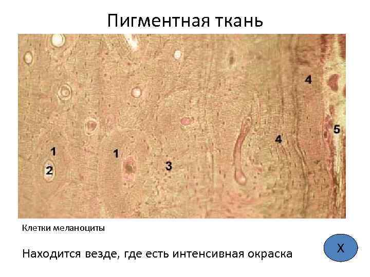 Пигментная ткань Клетки меланоциты Находится везде, где есть интенсивная окраска Х 