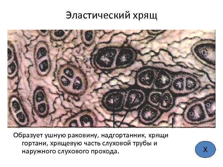 Эластический хрящ Образует ушную раковину, надгортанник, хрящи гортани, хрящевую часть слуховой трубы и наружного