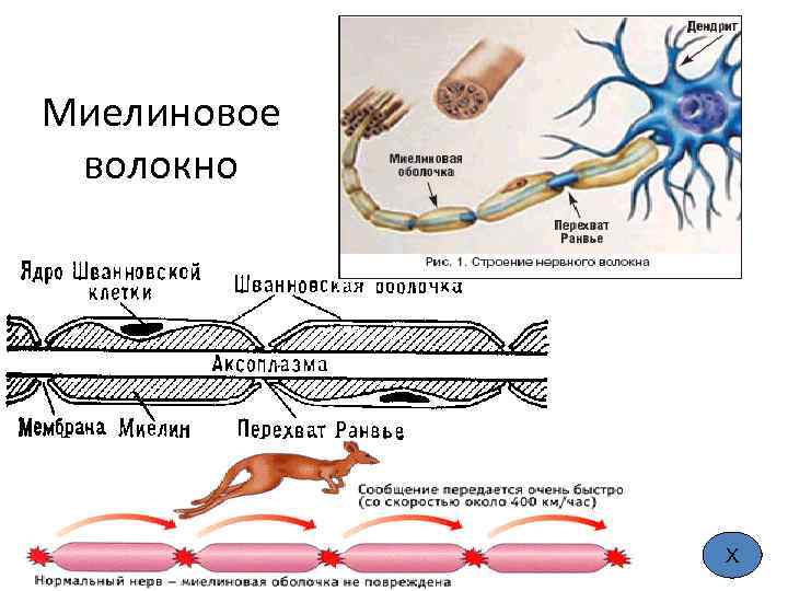 Миелиновое волокно Х 