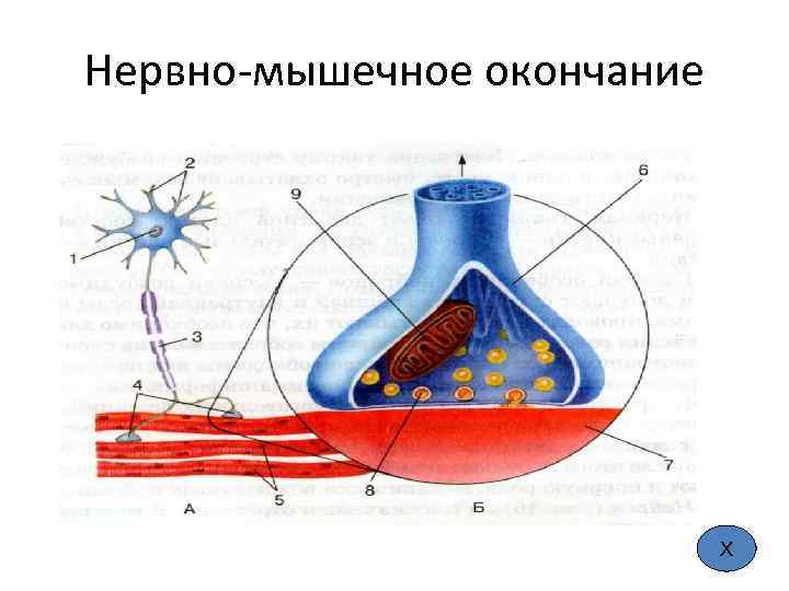 Нервно-мышечное окончание Х 