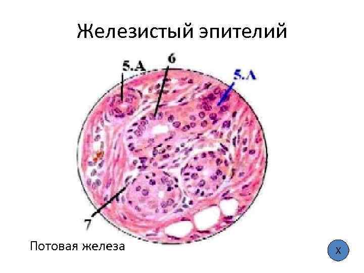 Железистый эпителий Потовая железа Х 