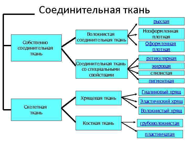 Соединительная ткань рыхлая Собственно соединительная ткань Волокнистая соединительная ткань Соединительная ткань со специальными свойствами