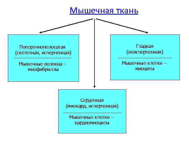 Мышечная ткань Поперечнополосатая (скелетная, исчерченная) Гладкая (неисчерченная) Мышечные волокна – миофибриллы Мышечные клетки –