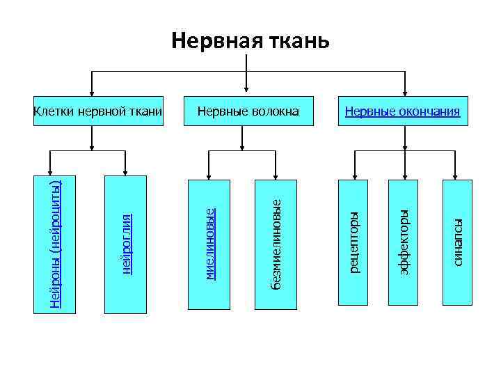 синапсы эффекторы Нервные волокна рецепторы безмиелиновые Клетки нервной ткани миелиновые нейроглия Нейроны (нейроциты) Нервная