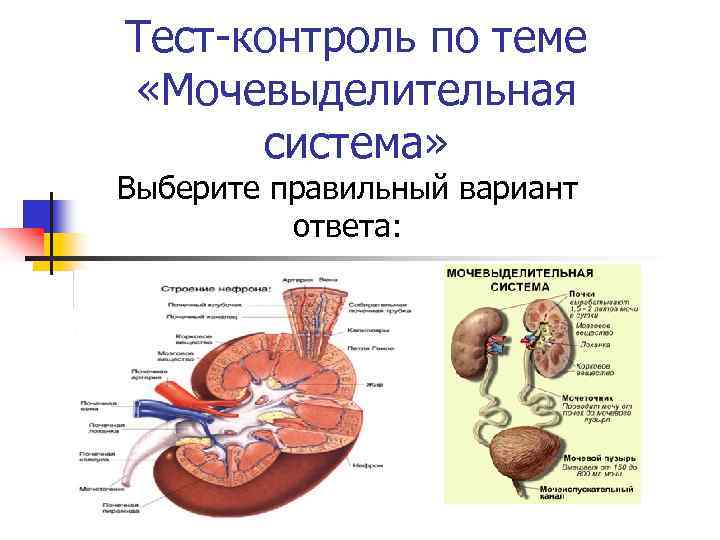 Тест-контроль по теме «Мочевыделительная система» Выберите правильный вариант ответа: 