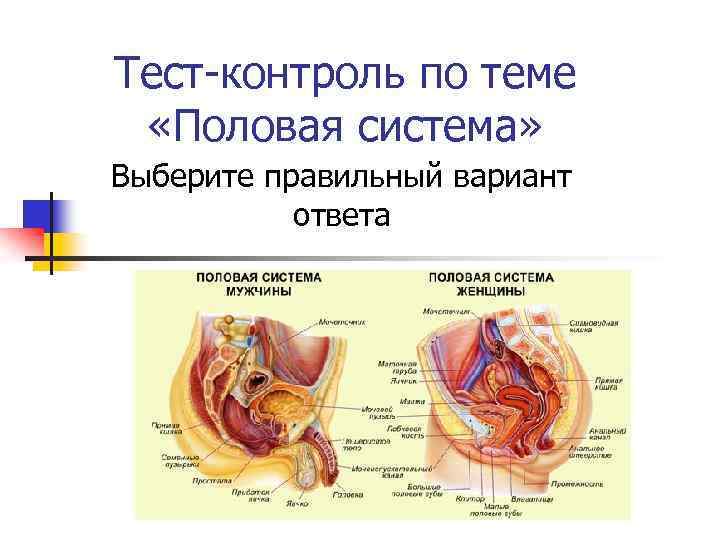 Тест-контроль по теме «Половая система» Выберите правильный вариант ответа 