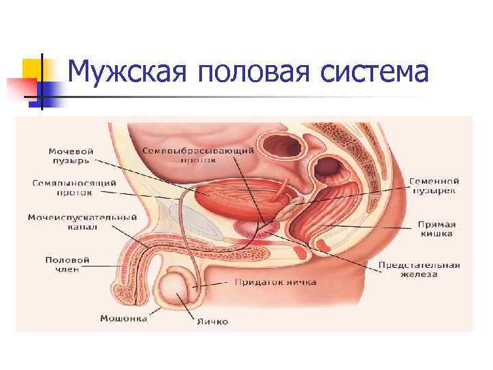 Мужская половая система 