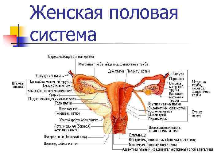 Женская половая система 