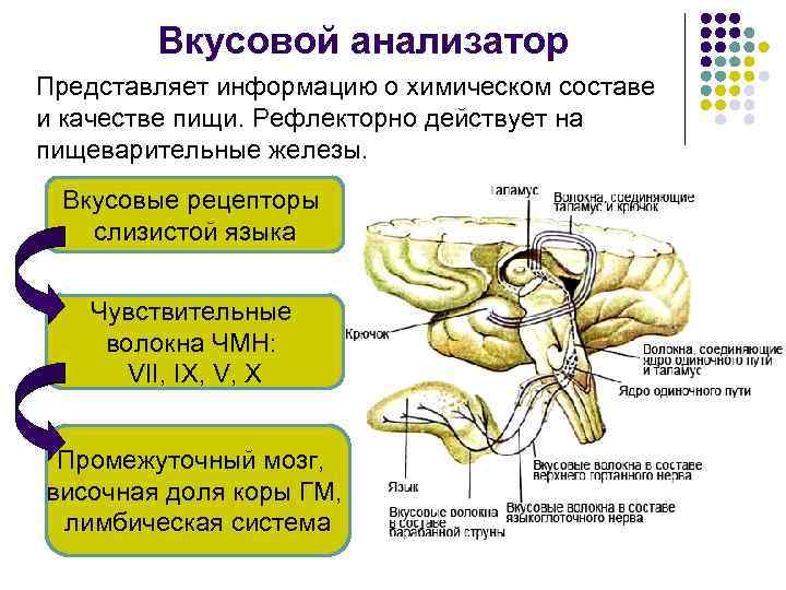 Вкусовой анализатор Представляет информацию о химическом составе и качестве пищи. Рефлекторно действует на пищеварительные