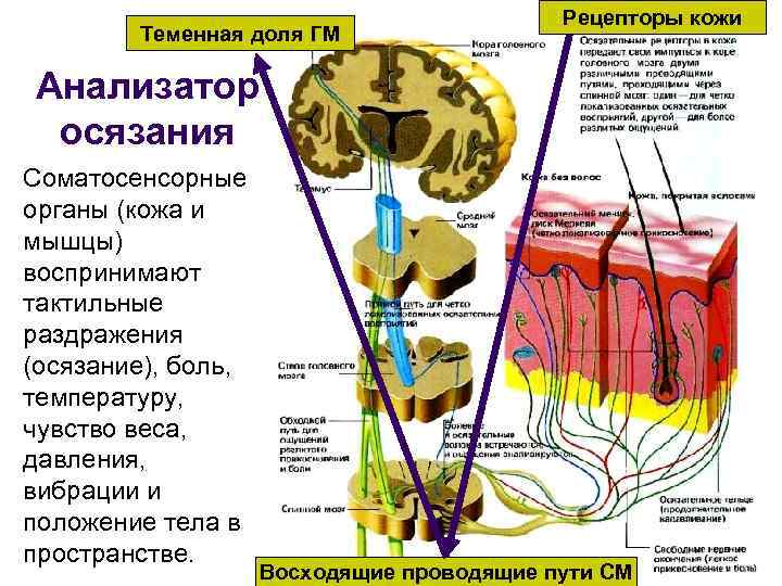 Теменная доля ГМ Рецепторы кожи Анализатор осязания Соматосенсорные органы (кожа и мышцы) воспринимают тактильные