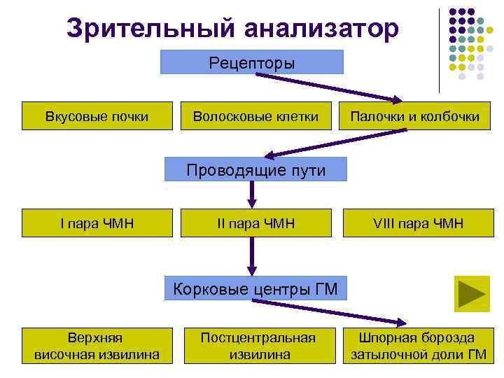Зрительный анализатор Рецепторы Вкусовые почки Волосковые клетки Палочки и колбочки Проводящие пути I пара