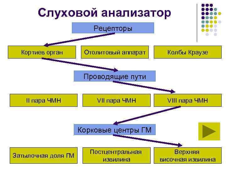 Слуховой анализатор Рецепторы Кортиев орган Отолитовый аппарат Колбы Краузе Проводящие пути II пара ЧМН