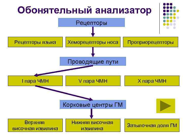Обонятельный анализатор Рецепторы языка Хеморецепторы носа Проприорецепторы Проводящие пути I пара ЧМН V пара