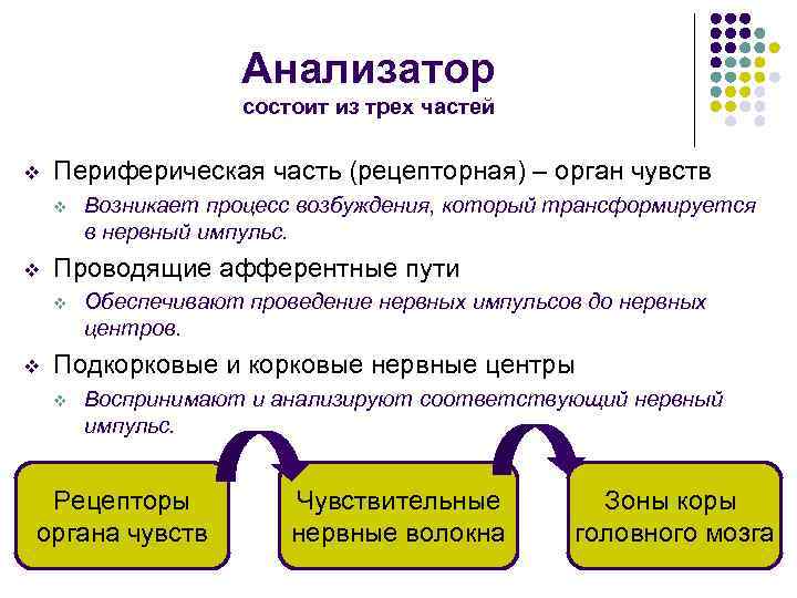 Анализатор состоит из трех частей v Периферическая часть (рецепторная) – орган чувств v v