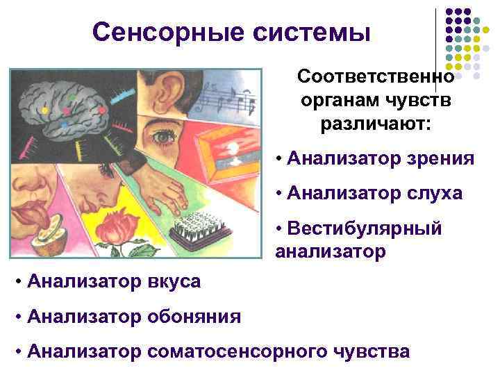 Сенсорные системы Соответственно органам чувств различают: • Анализатор зрения • Анализатор слуха • Вестибулярный