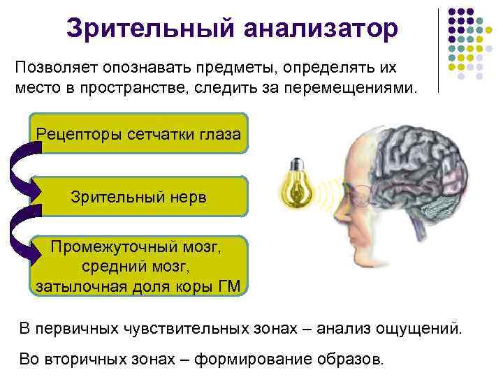 Зрительный анализатор Позволяет опознавать предметы, определять их место в пространстве, следить за перемещениями. Рецепторы