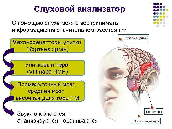 Слуховой анализатор С помощью слуха можно воспринимать информацию на значительном расстоянии Механорецепторы улитки (Кортиев