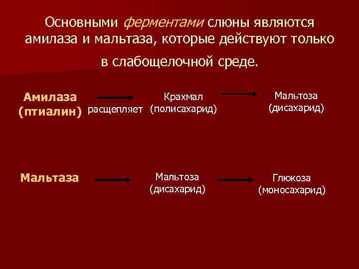 Основными ферментами слюны являются амилаза и мальтаза, которые действуют только в слабощелочной среде. Крахмал