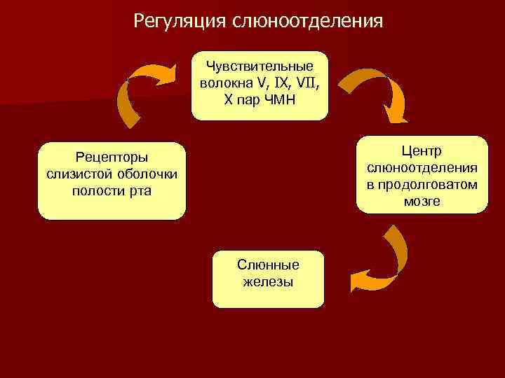 Регуляция слюноотделения Чувствительные волокна V, IX, VII, X пар ЧМН Центр слюноотделения в продолговатом