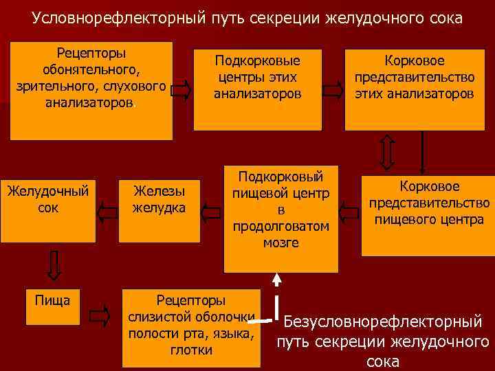Условнорефлекторный путь секреции желудочного сока Рецепторы обонятельного, зрительного, слухового анализаторов. Желудочный сок Пища Железы