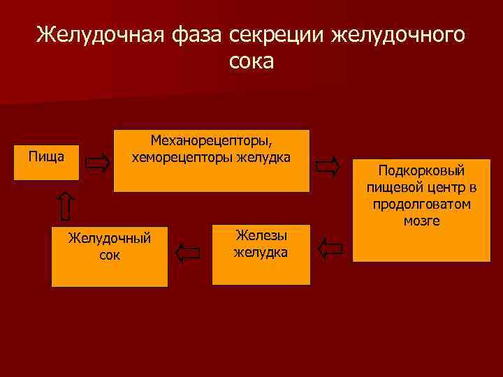 Механорецепторы желудка. Фазы секреции желудочного сока. Фазы желудочной секреции физиология. Мозговая фаза желудочной секреции.