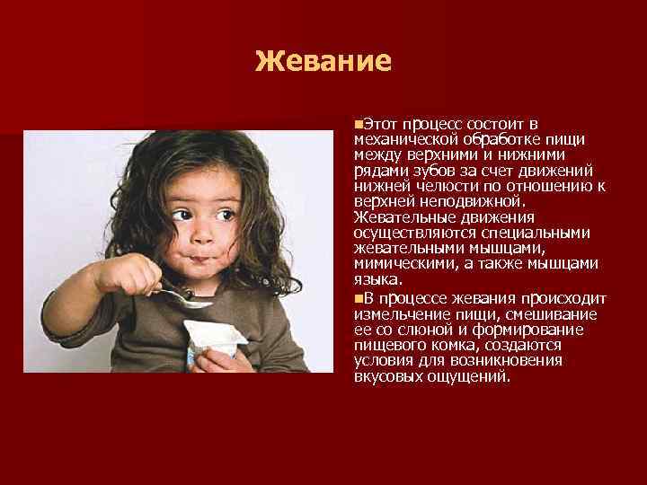 Жевание n. Этот процесс состоит в механической обработке пищи между верхними и нижними рядами