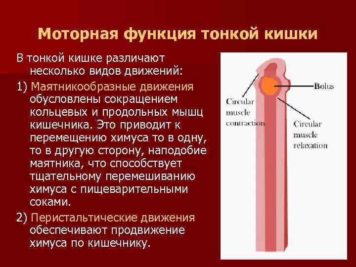 Моторная функция тонкой кишки В тонкой кишке различают несколько видов движений: 1) Маятникообразные движения
