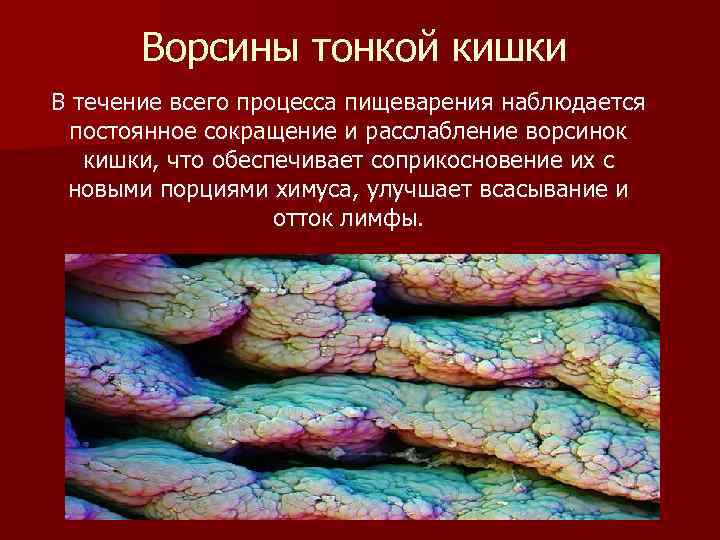 Ворсины тонкой кишки В течение всего процесса пищеварения наблюдается постоянное сокращение и расслабление ворсинок