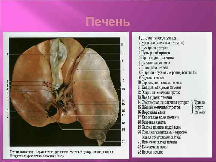 Печень 