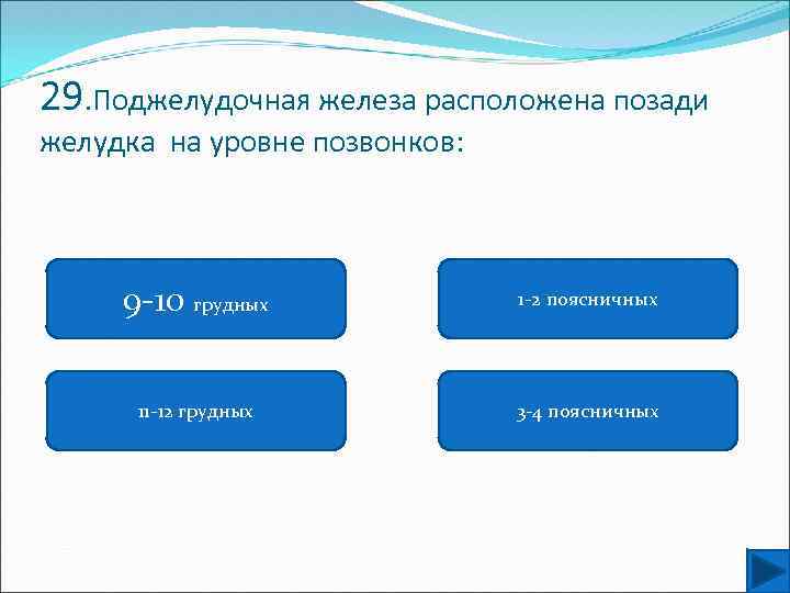 29. Поджелудочная железа расположена позади желудка на уровне позвонков: 9 -10 грудных 1 -2