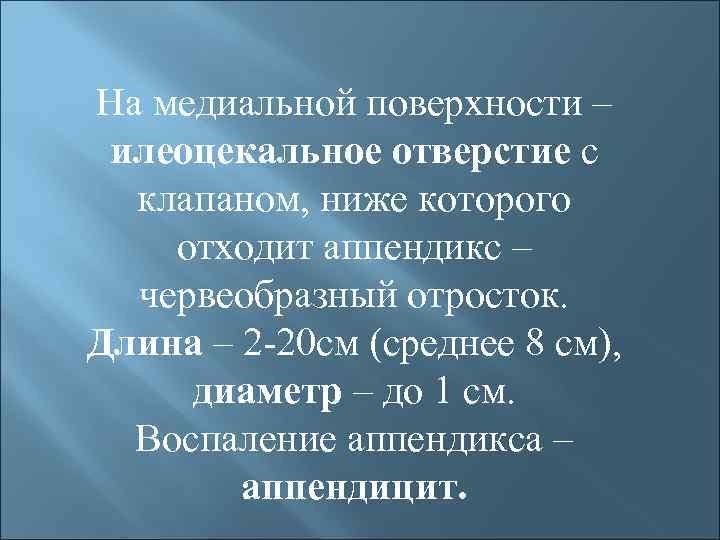 На медиальной поверхности – илеоцекальное отверстие с клапаном, ниже которого отходит аппендикс – червеобразный