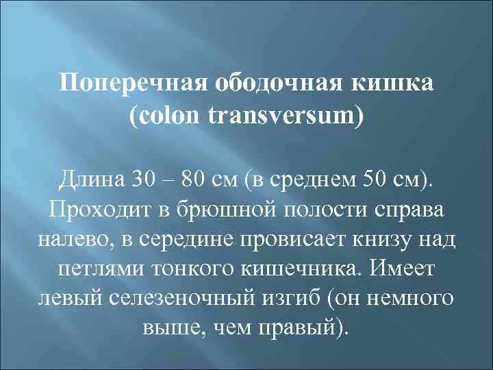 Поперечная ободочная кишка (colon transversum) Длина 30 – 80 см (в среднем 50 см).