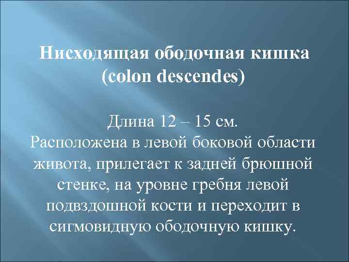 Нисходящая ободочная кишка (colon descendes) Длина 12 – 15 см. Расположена в левой боковой