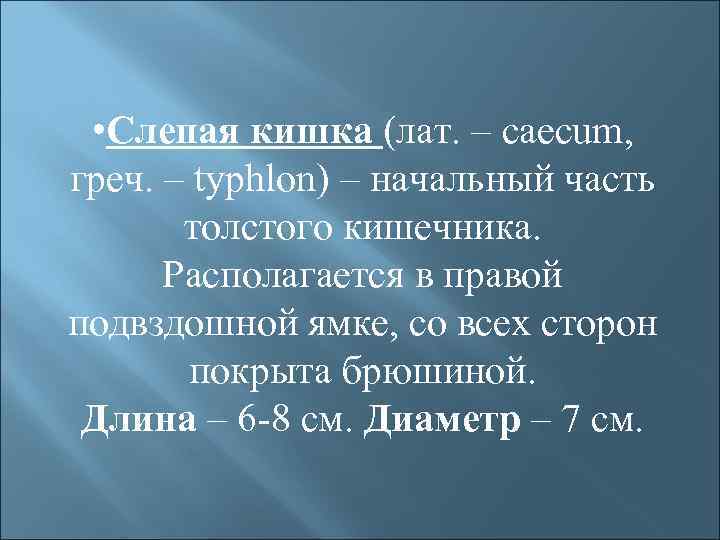  • Слепая кишка (лат. – caecum, греч. – typhlon) – начальный часть толстого