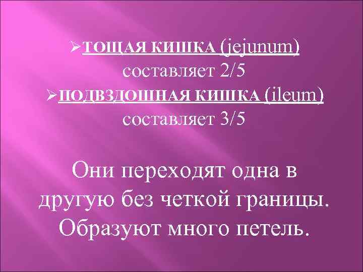 ØТОЩАЯ КИШКА (jejunum) составляет 2/5 ØПОДВЗДОШНАЯ КИШКА (ileum) составляет 3/5 Они переходят одна в