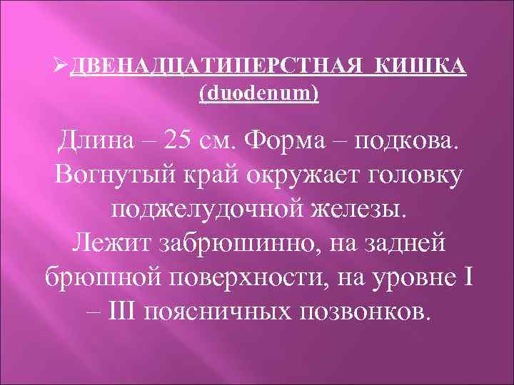 ØДВЕНАДЦАТИПЕРСТНАЯ КИШКА (duodenum) Длина – 25 см. Форма – подкова. Вогнутый край окружает головку