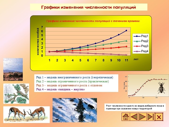 Графики изменения численности популяций Ряд 1 – модель неограниченного роста (теоретическая) Ряд 2 –