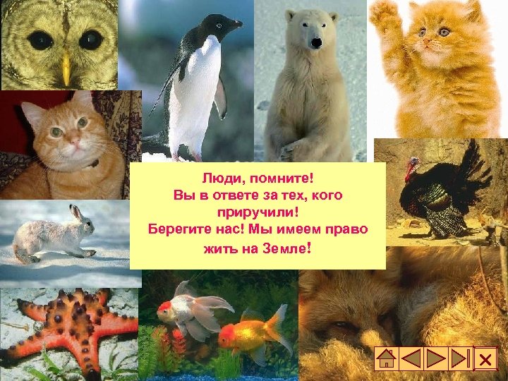 Люди, помните! Вы в ответе за тех, кого приручили! Берегите нас! Мы имеем право
