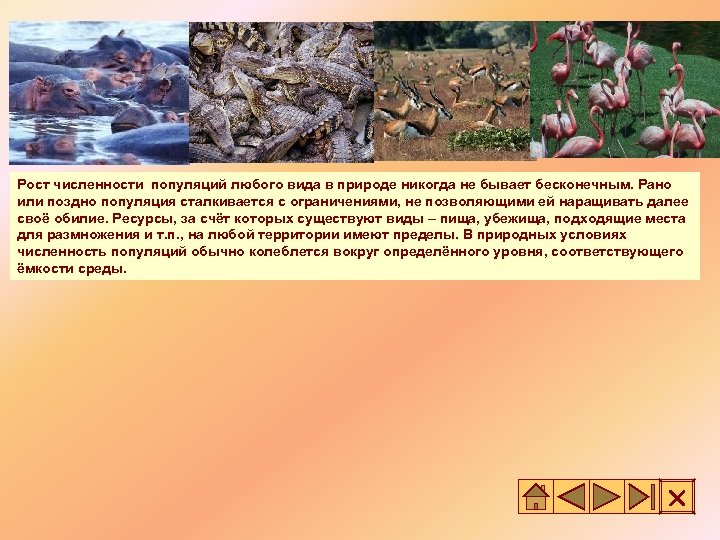 Рост численности популяций любого вида в природе никогда не бывает бесконечным. Рано или поздно