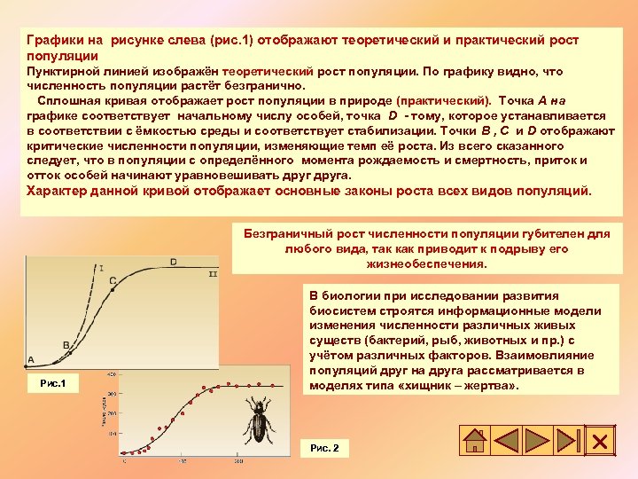 Графики на рисунке слева (рис. 1) отображают теоретический и практический рост популяции Пунктирной линией