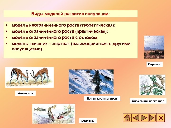 Виды моделей развития популяций: • • модель неограниченного роста (теоретическая); модель ограниченного роста (практическая);