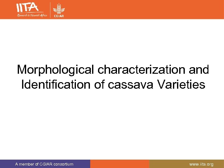 Morphological characterization and Identification of cassava Varieties A member of CGIAR consortium www. iita.