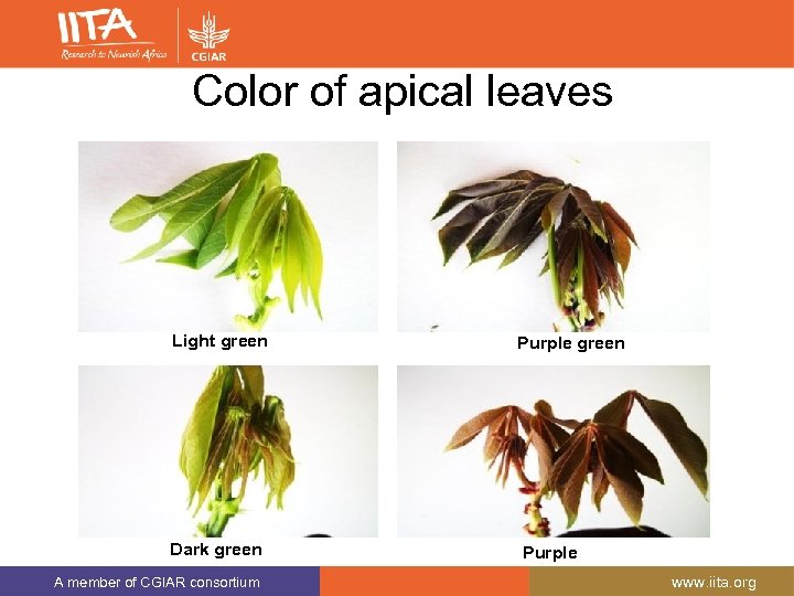  Color of apical leaves Light green Dark green A member of CGIAR consortium