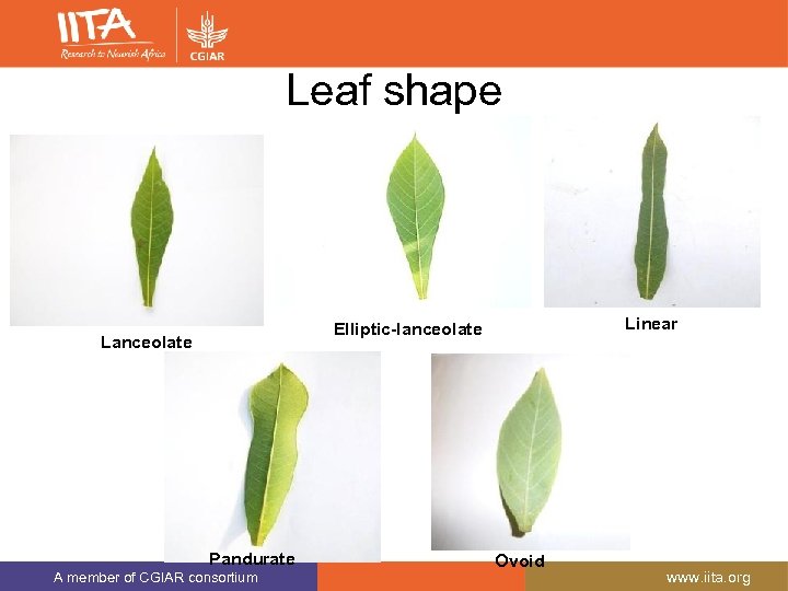 Leaf shape Linear Elliptic-lanceolate Lanceolate Pandurate A member of CGIAR consortium Ovoid www. iita.