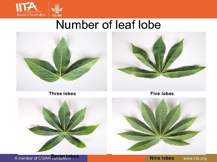 Number of leaf lobe Three lobes Seven lobes A member of CGIAR consortium Five