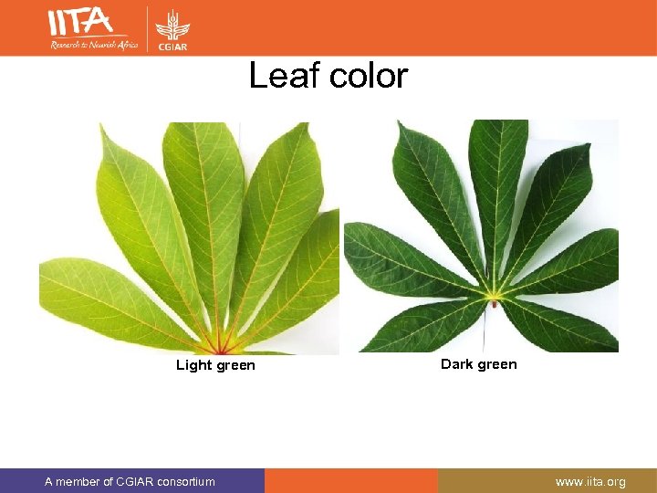 Leaf color Light green A member of CGIAR consortium Dark green www. iita. org